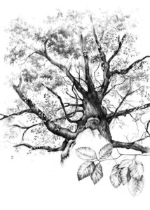 Szkoła rysunku rysowanie drzew